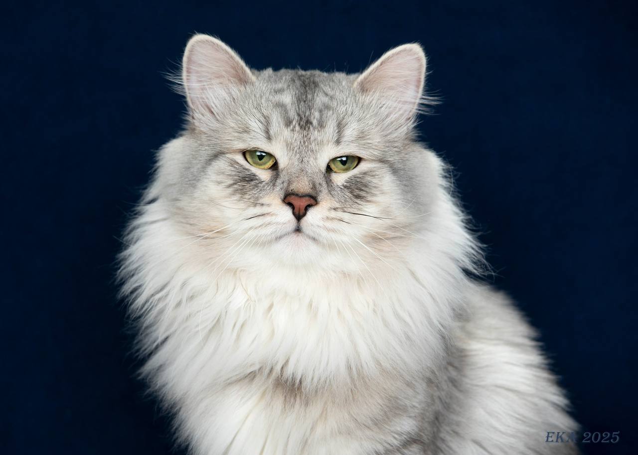 Merlin